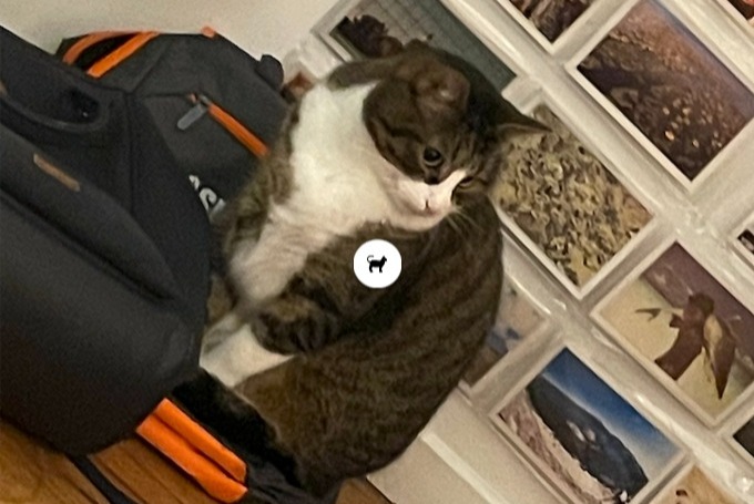 Alerte Disparition Chat  Mâle , 5 ans Lille France