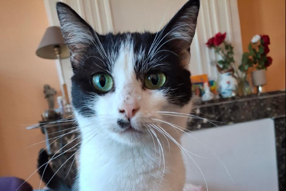 Alerte Disparition Chat Femelle , 2 ans Toulouse France