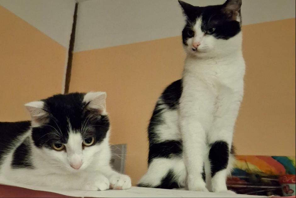 Alerte Disparition Chat Femelle , 2 ans Toulouse France