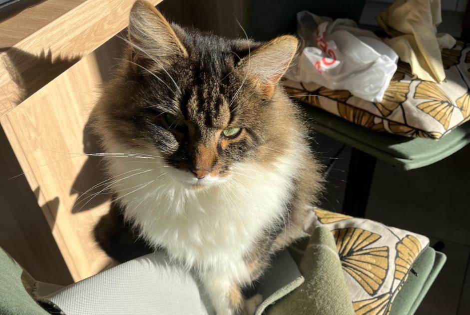 Alerte Disparition Chat Femelle , 3 ans Niort France