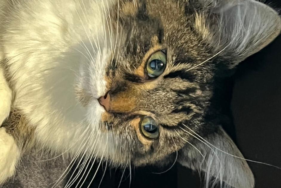 Alerte Disparition Chat Femelle , 3 ans Niort France