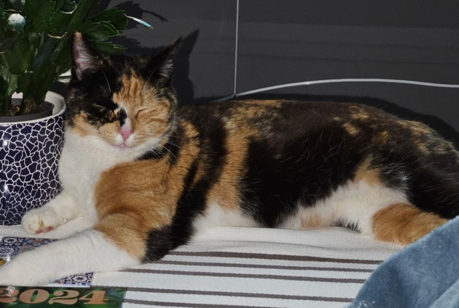 Alerte Disparition Chat Femelle , 2 ans Bourges France