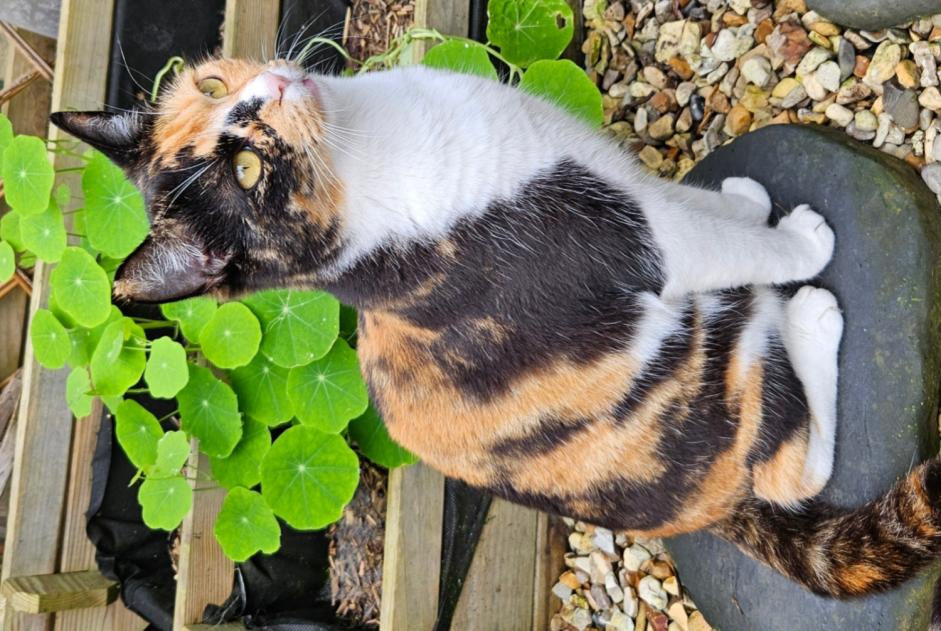Alerte Disparition Chat Femelle , 2 ans Bourges France