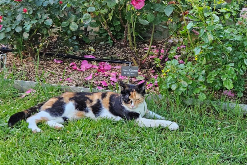 Alerte Disparition Chat Femelle , 2 ans Bourges France