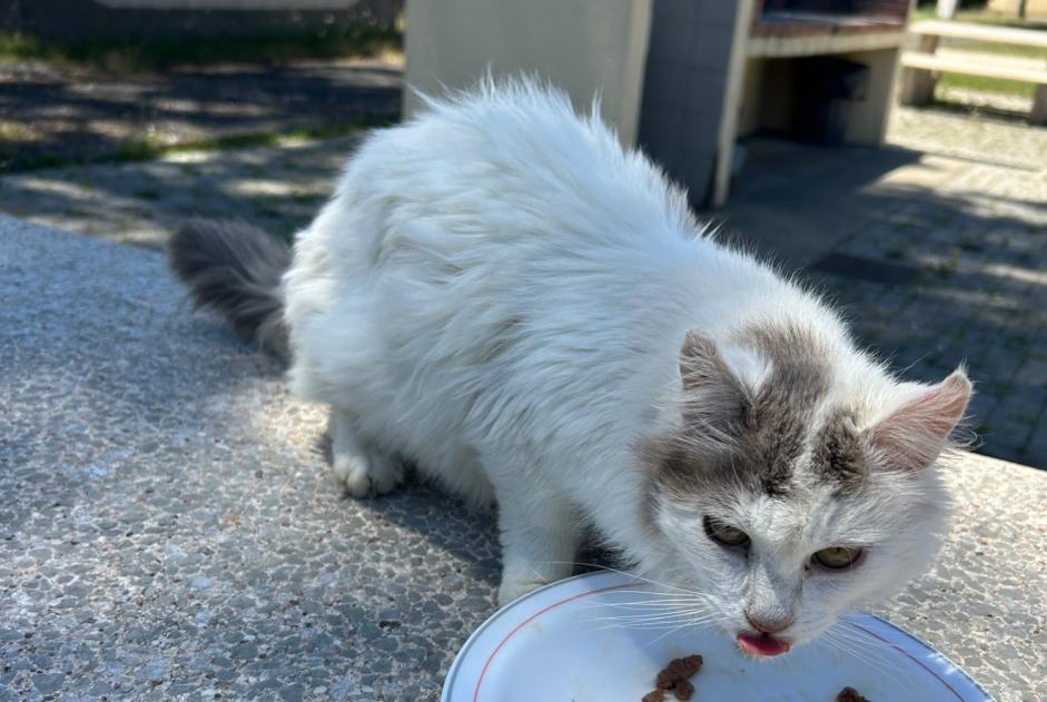 Alerte Découverte Chat Inconnu , 1 année Labenne France