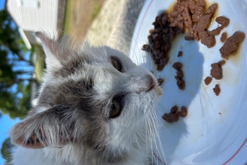 Alerte Découverte Chat Inconnu , 1 année Labenne France