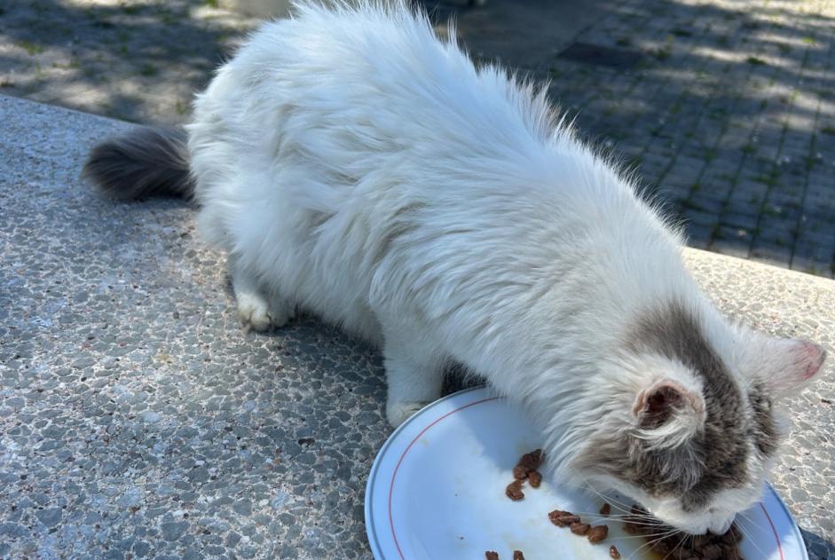 Alerte Découverte Chat Inconnu , 1 année Labenne France