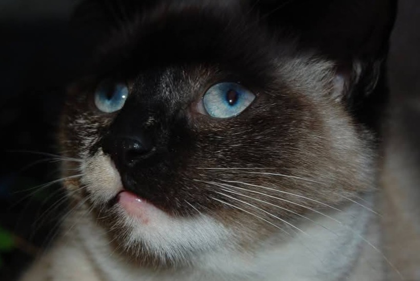 Alerte Disparition Chat croisement  Femelle , 11 ans Couëron France