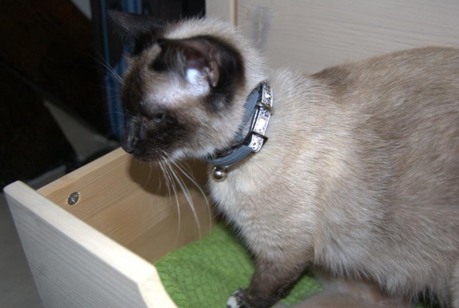 Alerte Disparition Chat croisement  Femelle , 11 ans Couëron France