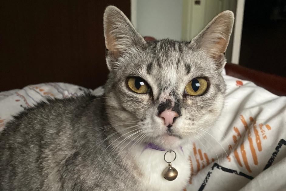 Alerte Disparition Chat croisement  Femelle , 12 ans Gagny France