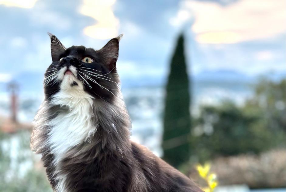 Alerte Disparition Chat  Mâle , 3 ans Le Cannet France