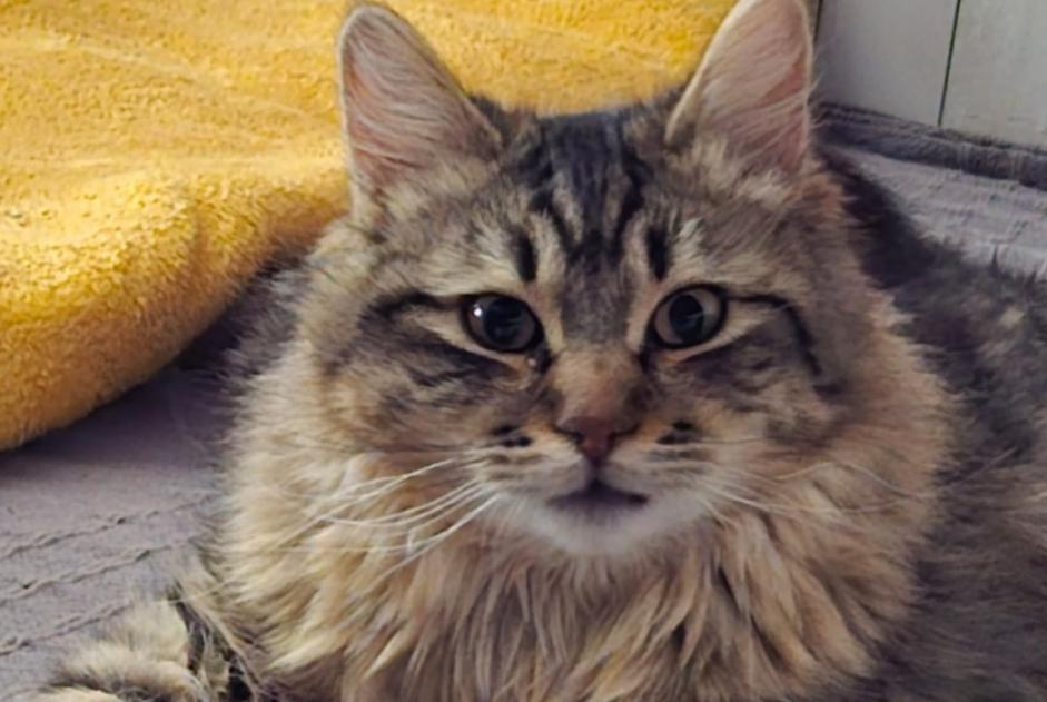 Alerte Disparition Chat croisement  Mâle , 1 ans Bourgoin-Jallieu France