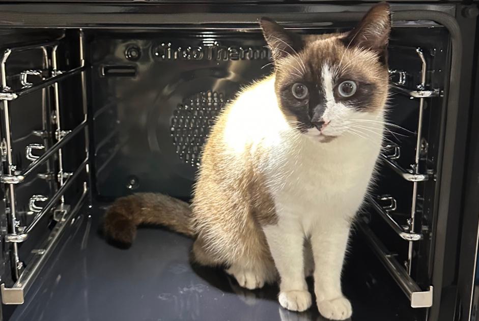 Alerte Disparition Chat croisement  Mâle , 5 ans Villennes-sur-Seine France