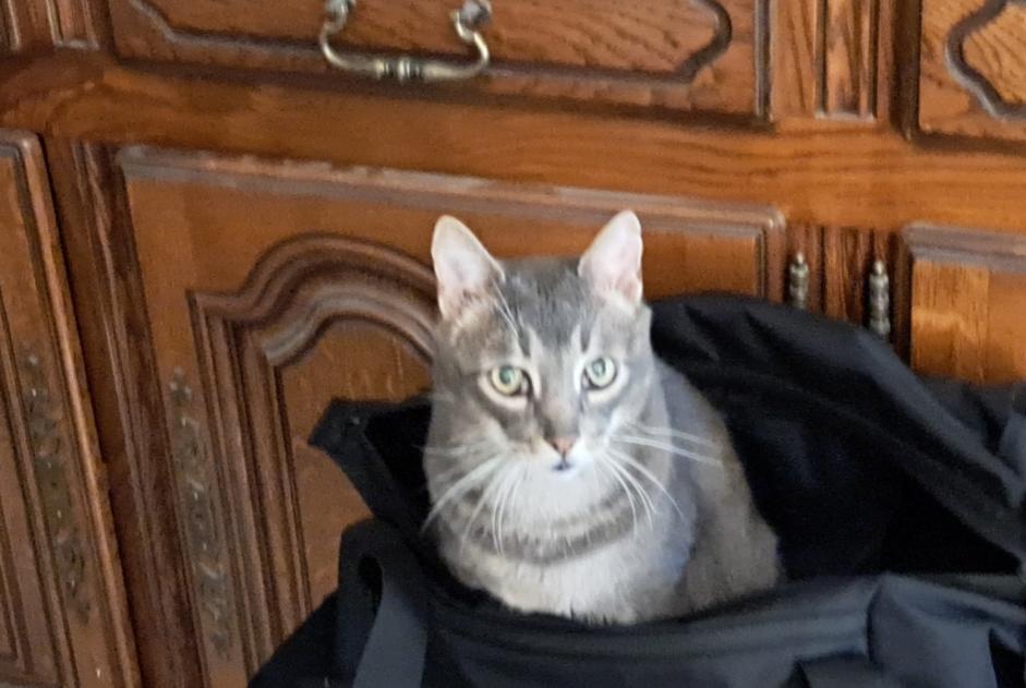 Alerte Disparition Chat Mâle , 7 ans Peypin-d'Aigues France