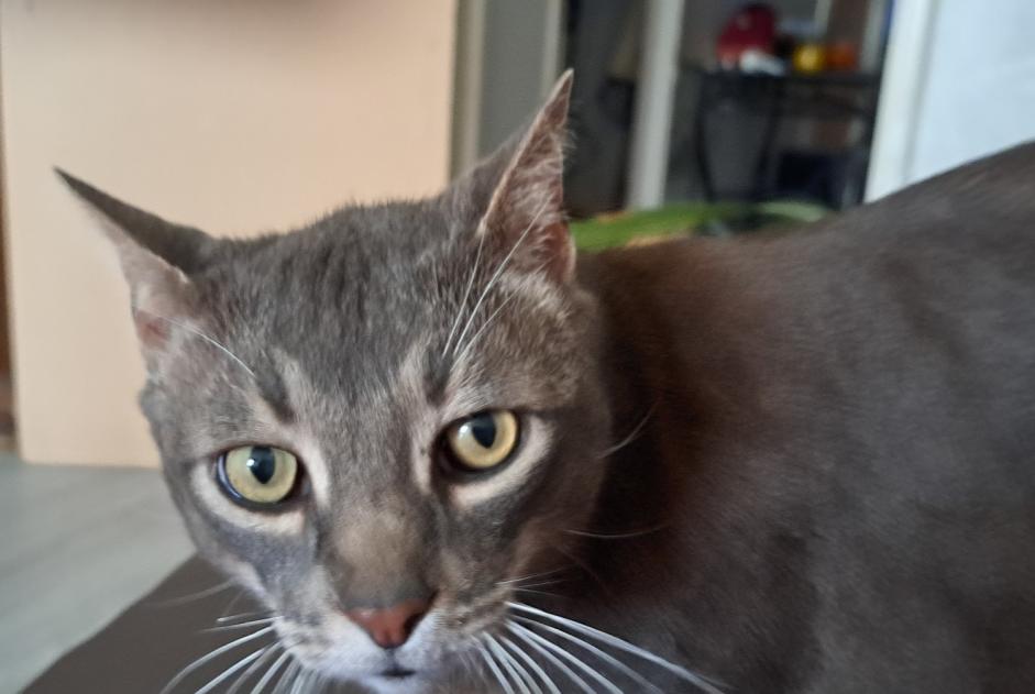 Alerte Disparition Chat Mâle , 7 ans Peypin-d'Aigues France