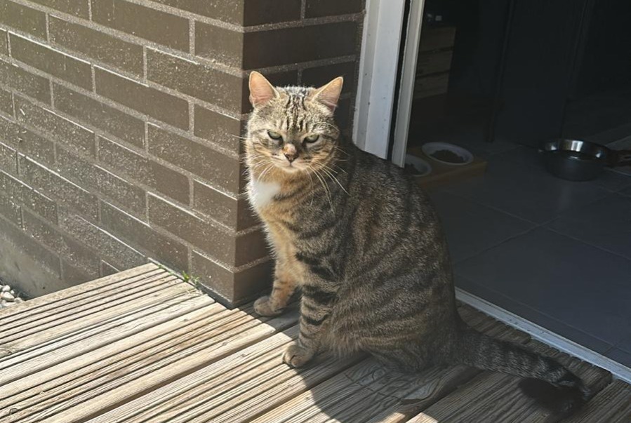 Alerte Disparition Chat Mâle , 3 ans Toulouse France