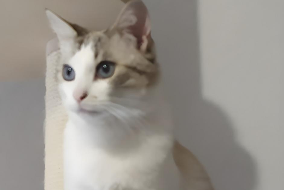 Alerte Disparition Chat  Mâle , 5 ans Lisle-sur-Tarn France