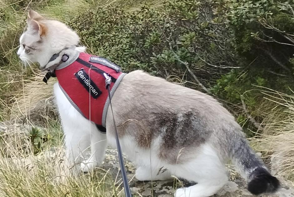 Alerte Disparition Chat  Mâle , 5 ans Lisle-sur-Tarn France