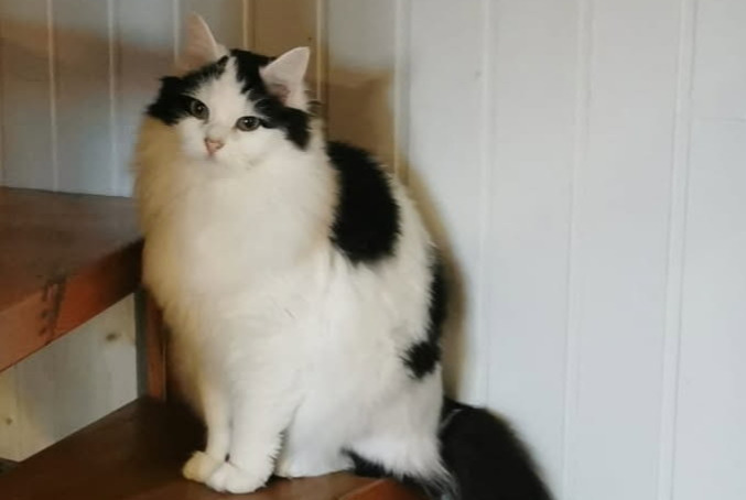 Alerte Disparition Chat Femelle , 2 ans Lans-en-Vercors France
