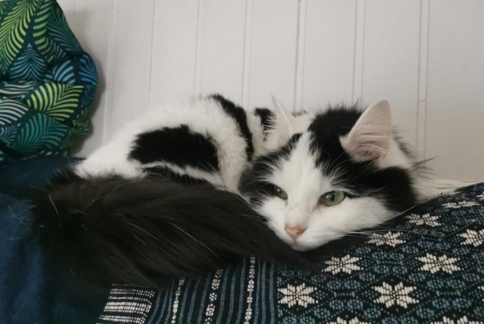 Alerte Disparition Chat Femelle , 2 ans Lans-en-Vercors France