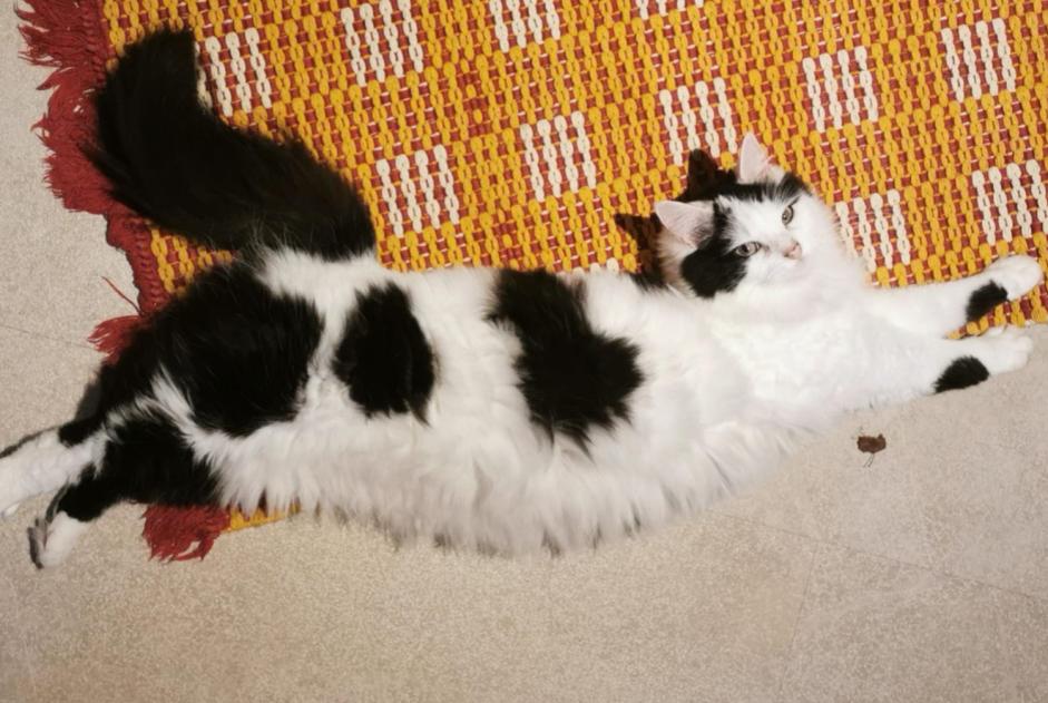 Alerte Disparition Chat Femelle , 2 ans Lans-en-Vercors France