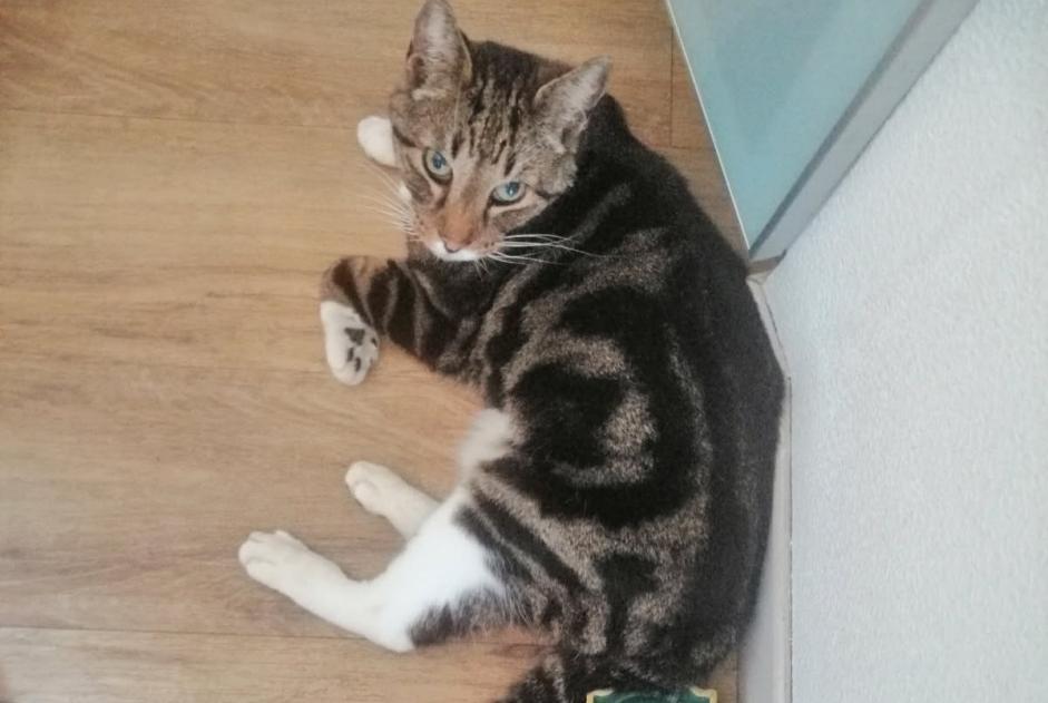 Alerte Découverte Chat  Mâle Le Bouscat France
