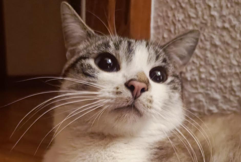 Alerte Disparition Chat croisement  Mâle , 2 ans Remiremont France