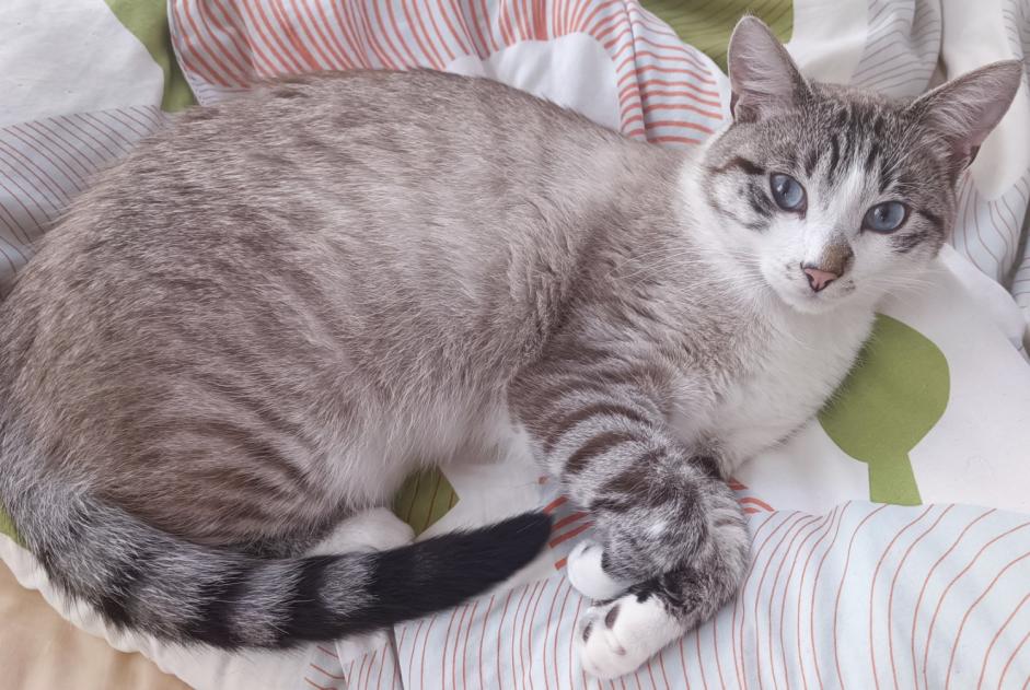 Alerte Disparition Chat croisement  Mâle , 2 ans Remiremont France
