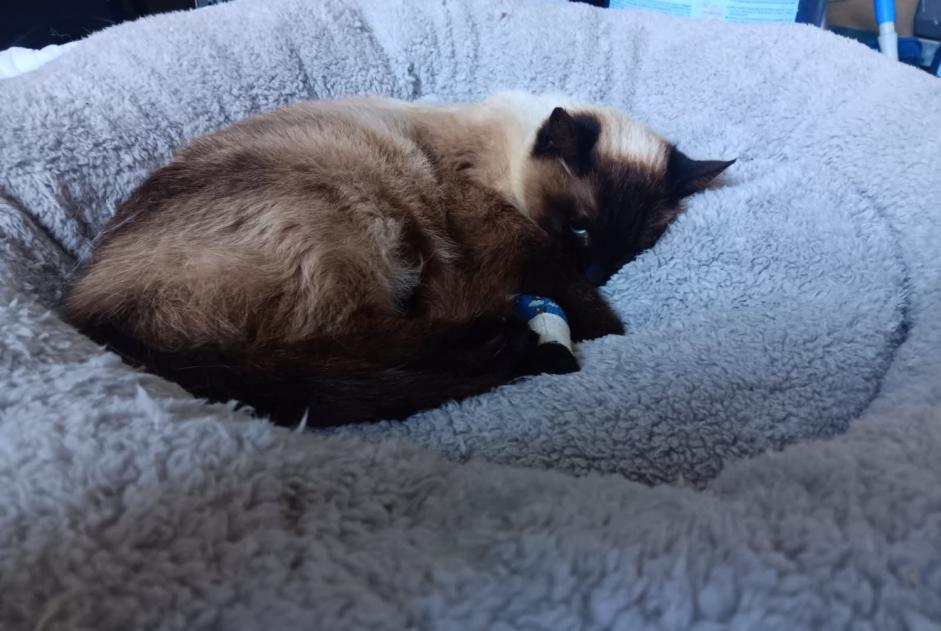 Alerte Disparition Chat  Femelle , 4 ans Sorgues France
