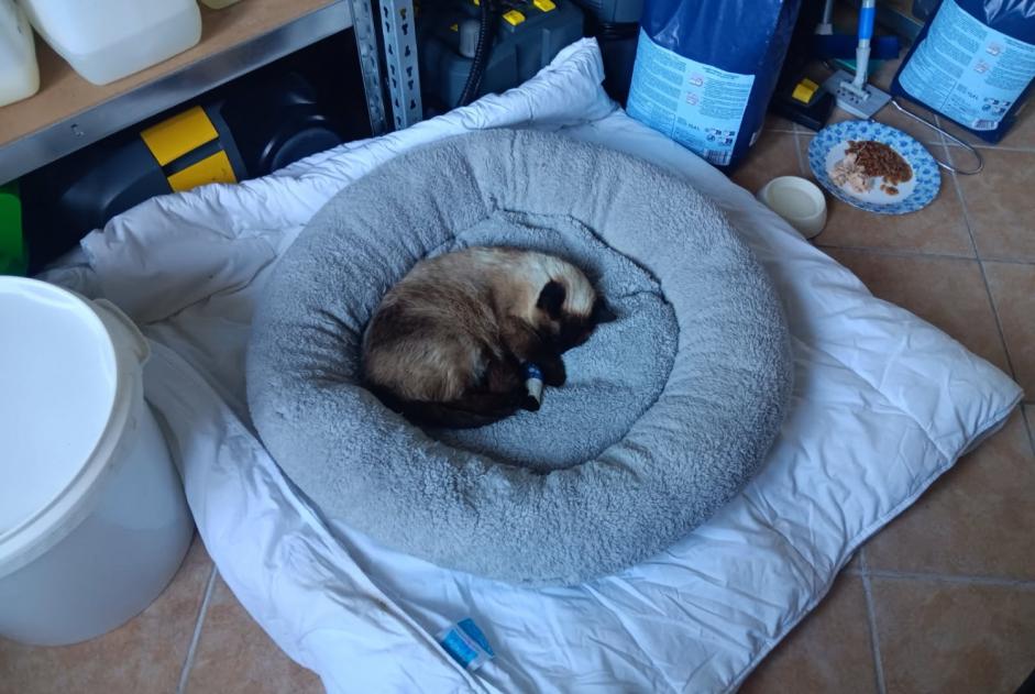 Alerte Disparition Chat  Femelle , 4 ans Sorgues France