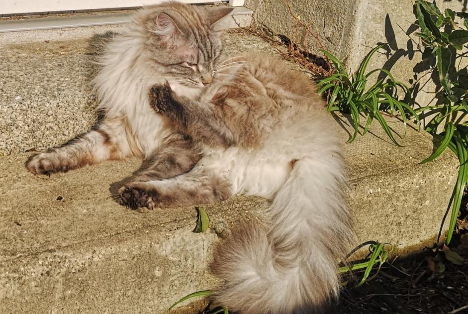 Alerte Disparition Chat Femelle , 4 ans Pleubian France