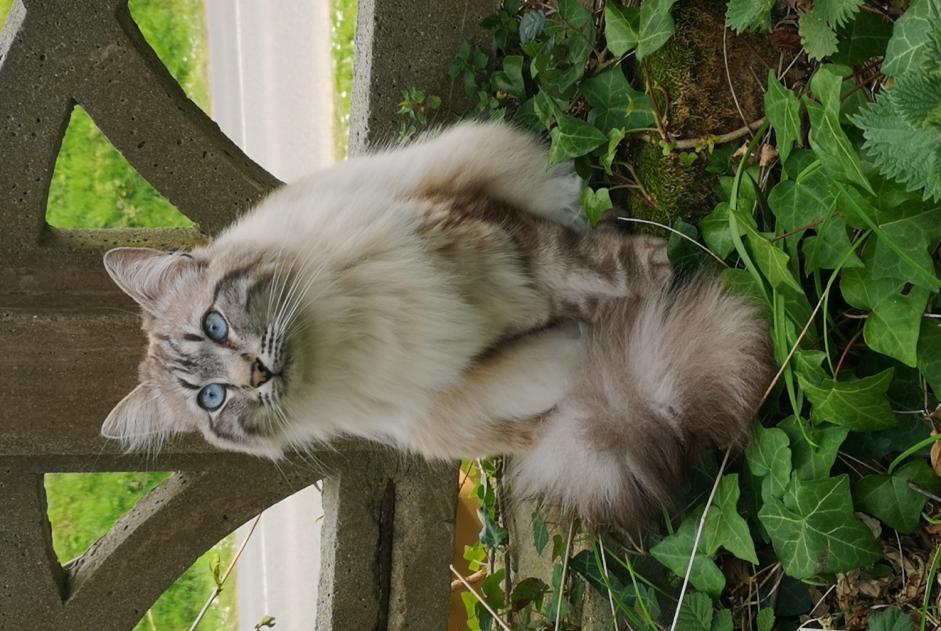 Alerte Disparition Chat Femelle , 4 ans Pleubian France