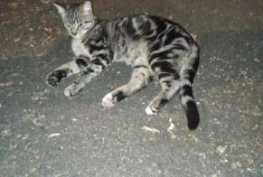 Alerte Découverte Chat Mâle Bourges France
