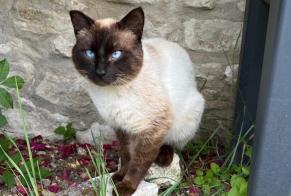 Alerte Découverte Chat  Mâle Saint-Illiers-le-Bois France