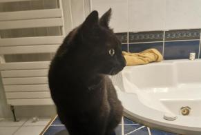 Alerte Découverte Chat Femelle Feurs France