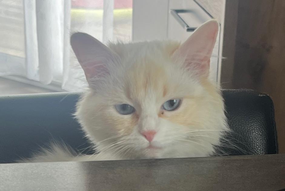 Alerte Disparition Chat croisement  Femelle , 1 ans Bons-en-Chablais France