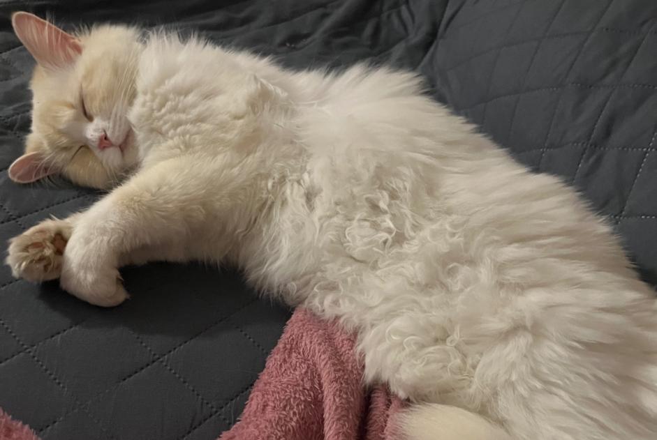 Alerte Disparition Chat croisement  Femelle , 1 ans Bons-en-Chablais France