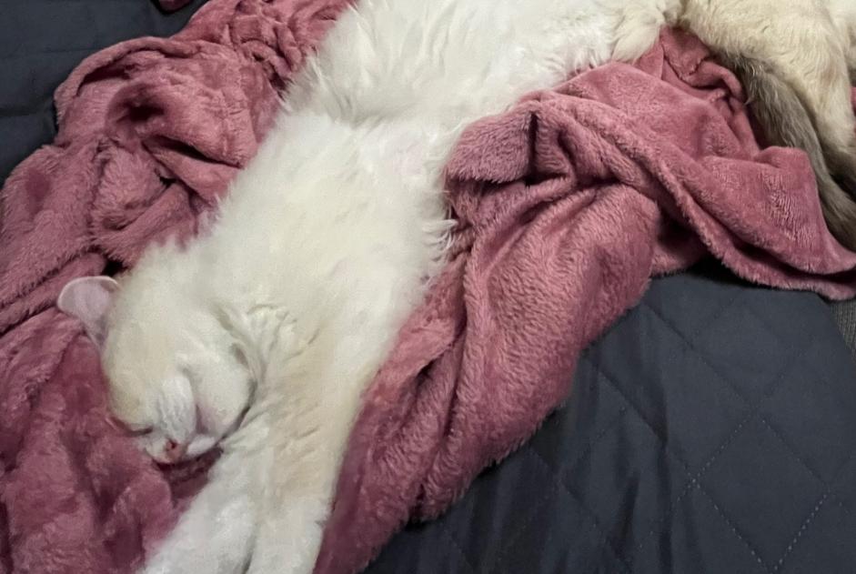 Alerte Disparition Chat croisement  Femelle , 1 ans Bons-en-Chablais France