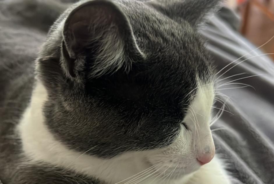 Alerte Disparition Chat Mâle , 1 ans Longué-Jumelles France
