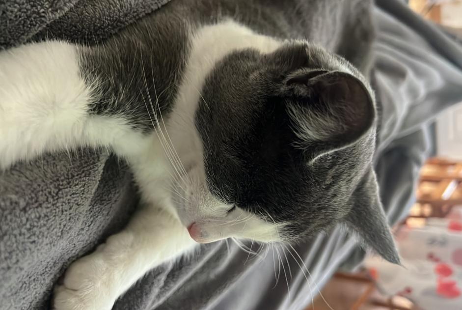 Alerte Disparition Chat Mâle , 1 ans Longué-Jumelles France