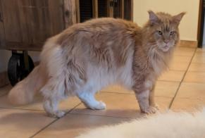 Alerte Disparition Chat  Mâle , 5 ans Léran France