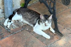 Alerte Découverte Chat Mâle Arnac-la-Poste France
