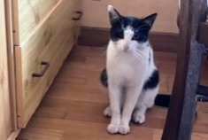 Alerte Découverte Chat Inconnu Damigny France