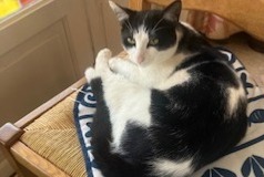 Alerte Découverte Chat Inconnu Damigny France