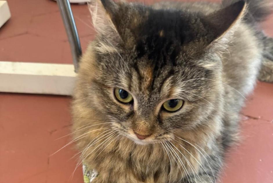 Alerte Disparition Chat  Femelle , 29 ans Paris France