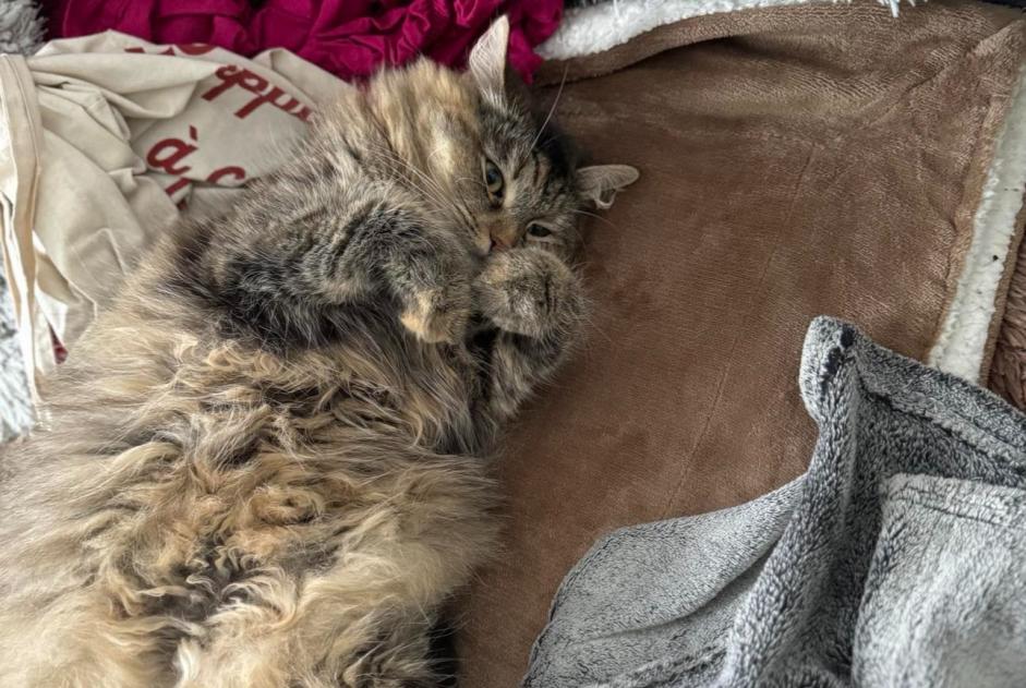 Alerte Disparition Chat  Femelle , 29 ans Paris France