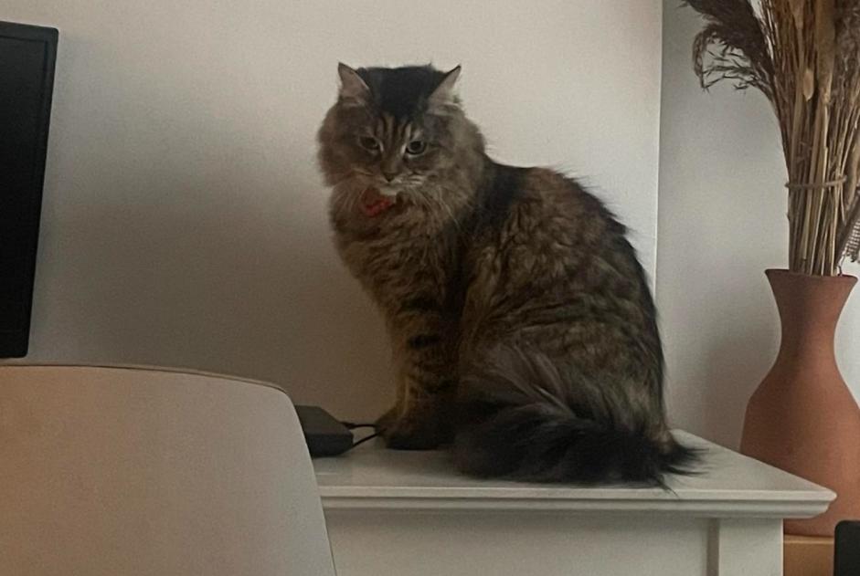 Alerte Disparition Chat  Femelle , 29 ans Paris France