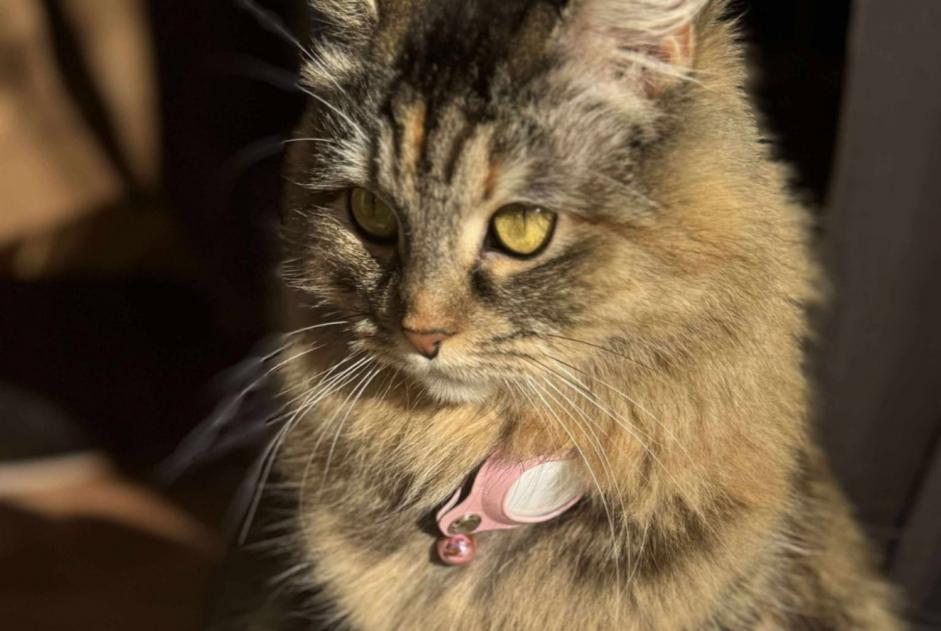 Alerte Disparition Chat  Femelle , 29 ans Paris France