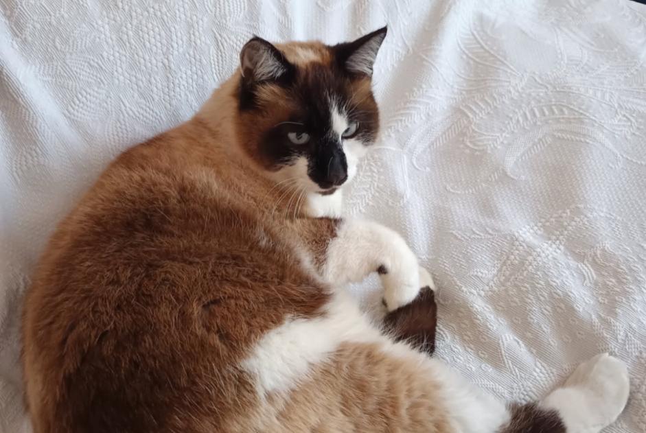 Alerte Disparition Chat Mâle , 8 ans Quimper France