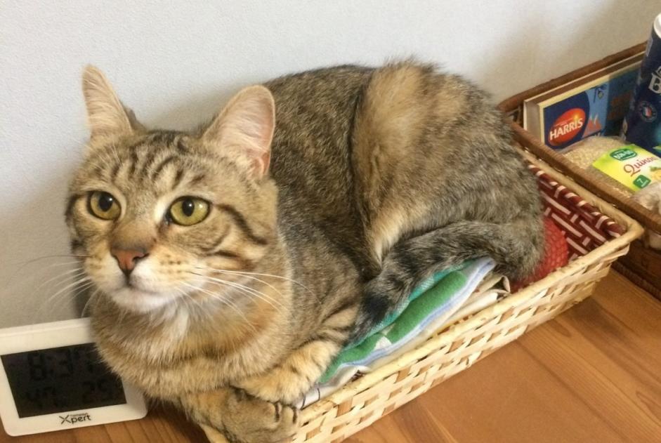 Alerte Disparition Chat  Mâle , 3 ans Saint-Jean-Soleymieux France